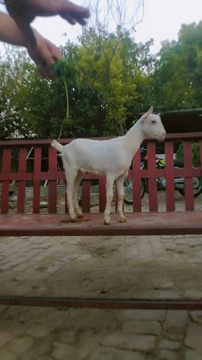 Teda male