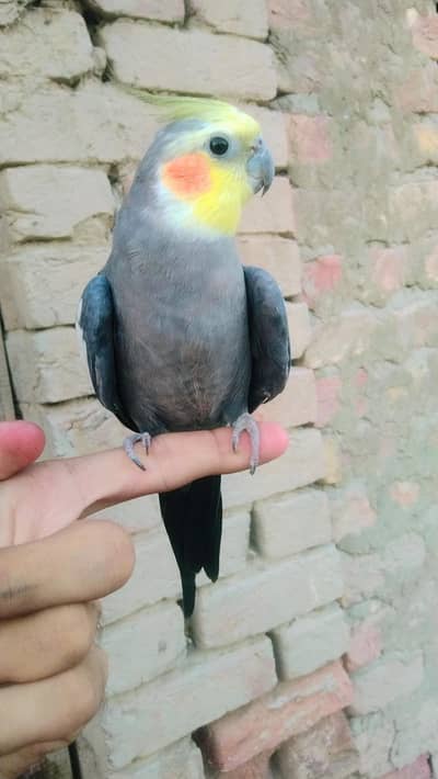 Hand tame cockatiel for sale Name: Choco