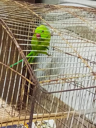 Parrot for sale