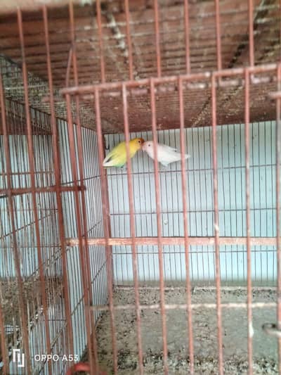 love birds