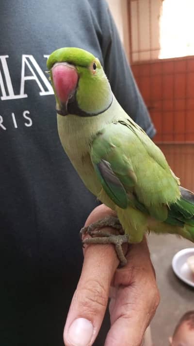 green parrot