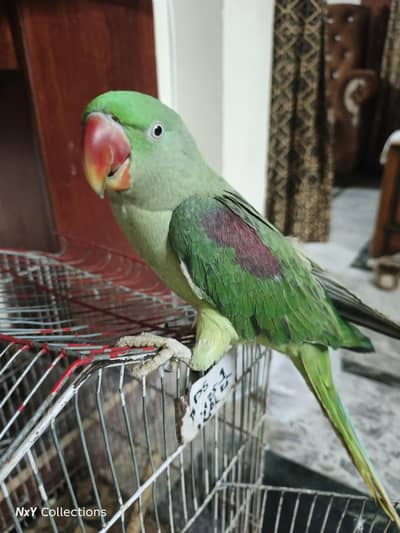 Raw Parrot