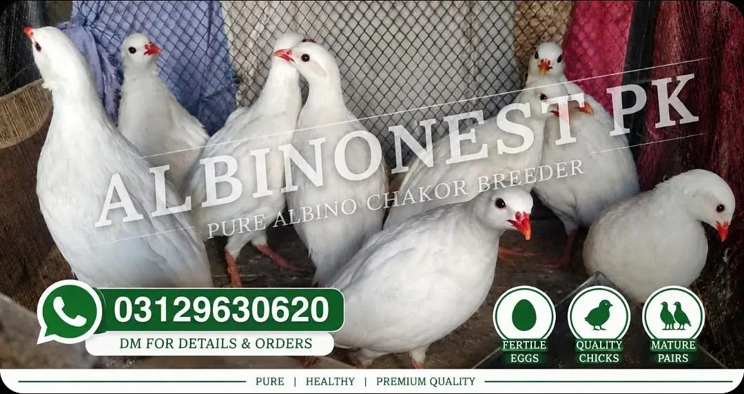 Pure White Albino Chakor