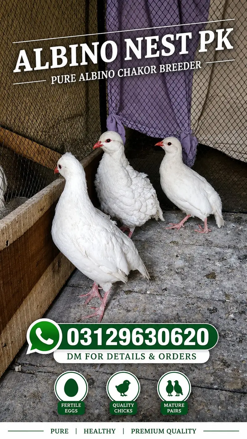 Pure White Albino Chakor — photo 3
