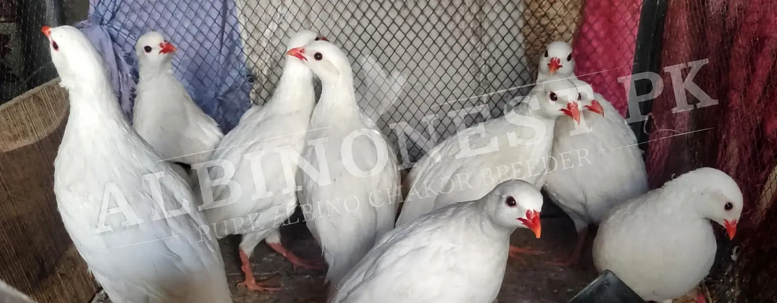 Pure White Albino Chakor — photo 4