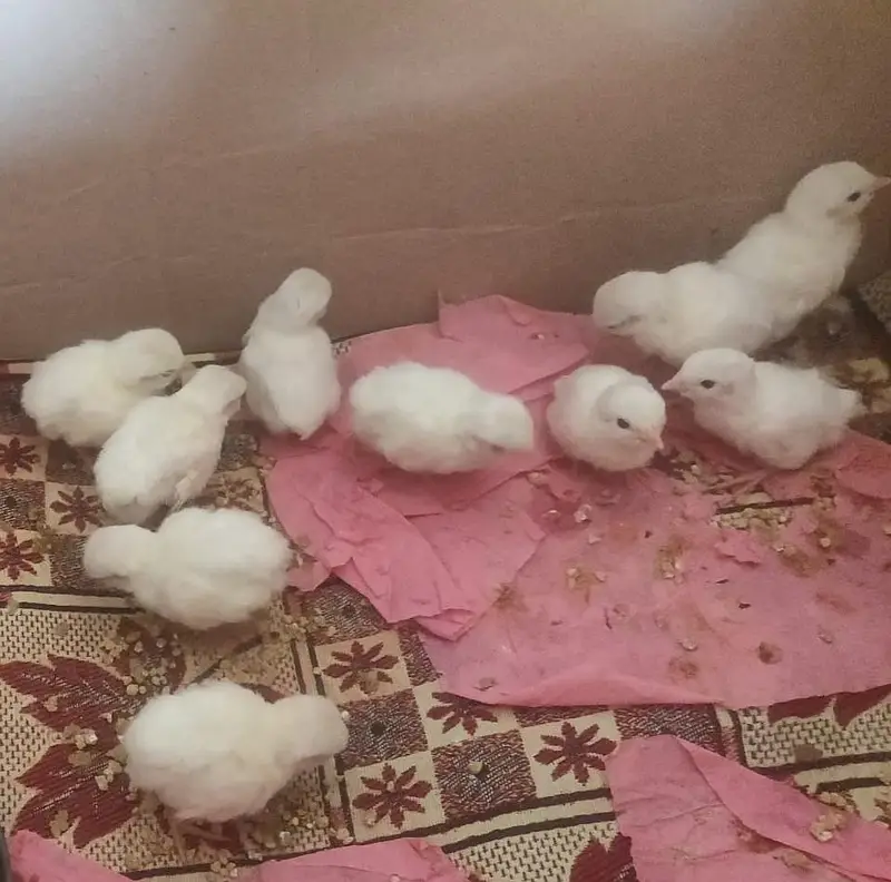Pure White Albino Chakor — photo 5