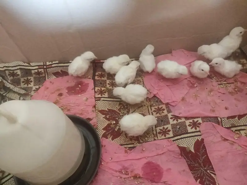 Pure White Albino Chakor — photo 6