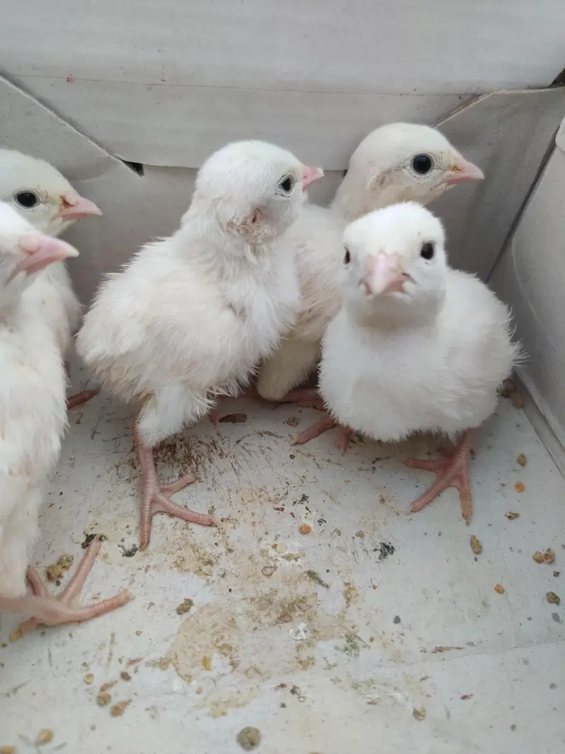 Pure White Albino Chakor — photo 7