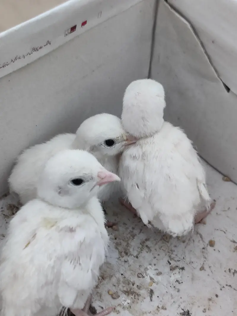 Pure White Albino Chakor — photo 8