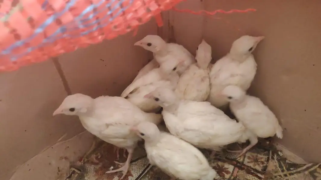 Pure White Albino Chakor — photo 9