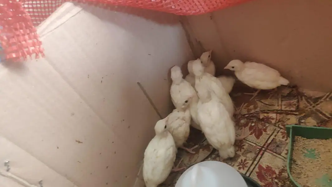 Pure White Albino Chakor — photo 10