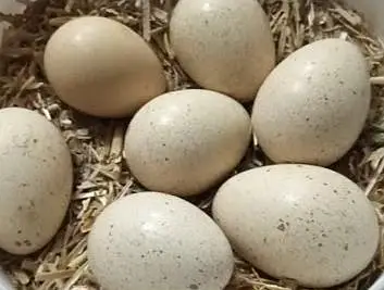 Pure White Albino Chakor — photo 11
