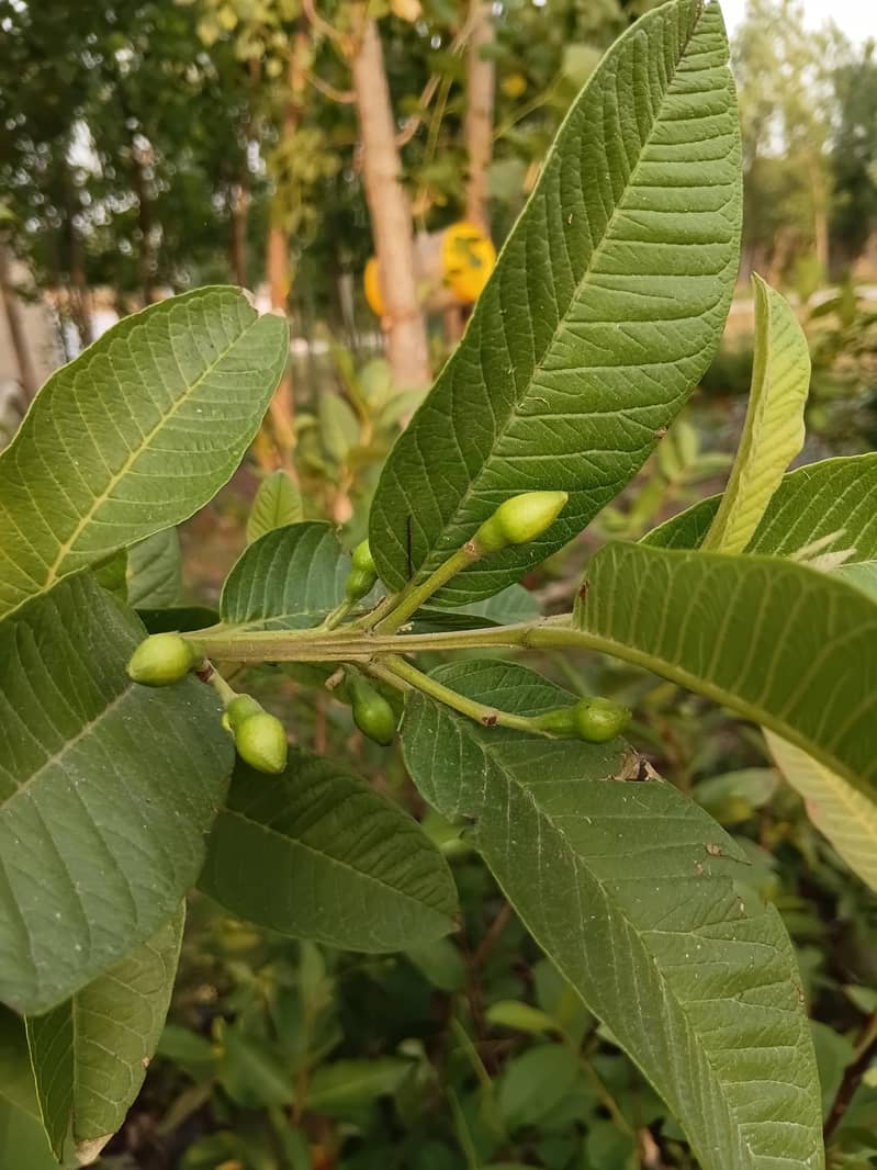 امرود 0