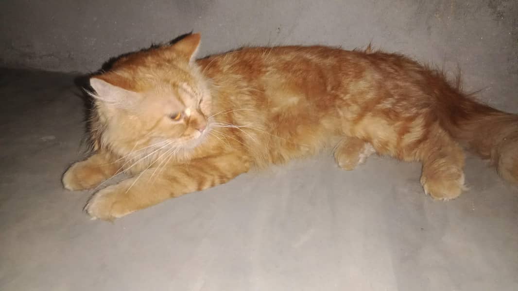brown cat 0