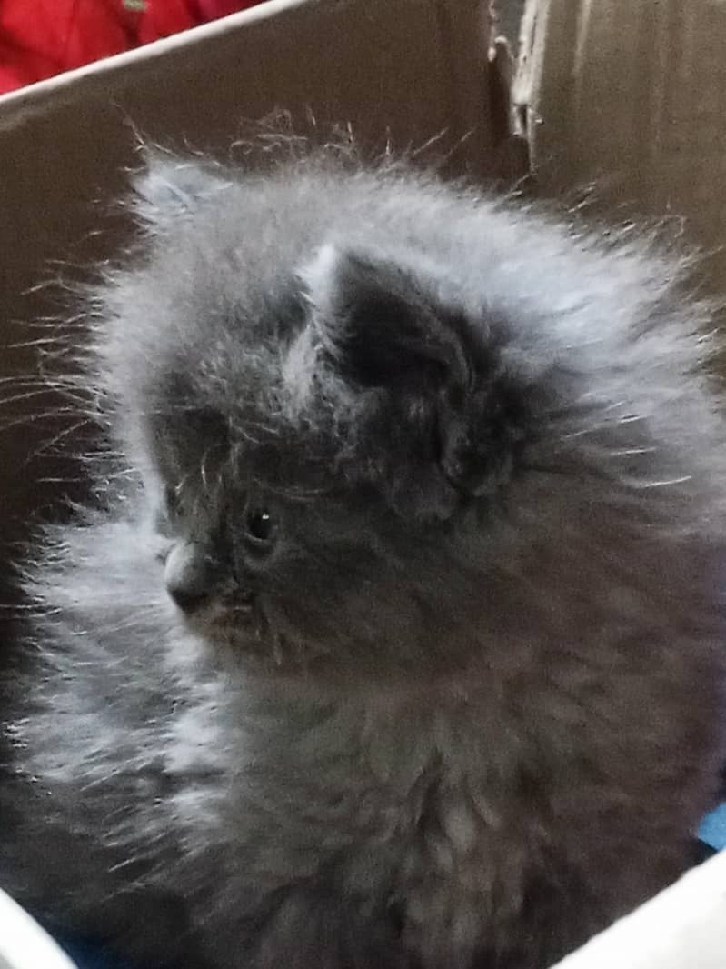 Nice cat 0