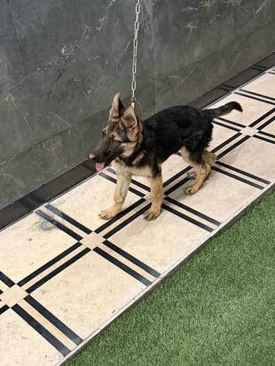 German shepherd
