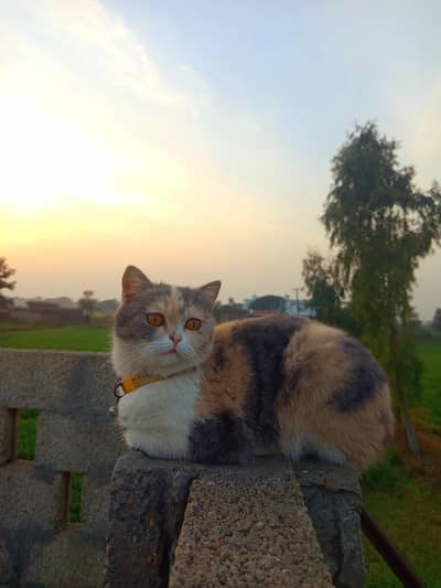 Persian female cat for sale