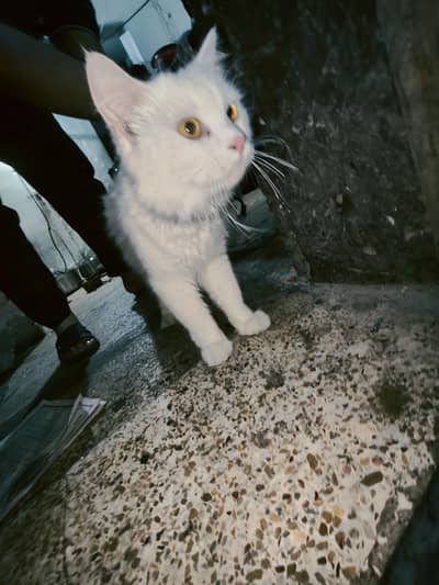 Persion Cat