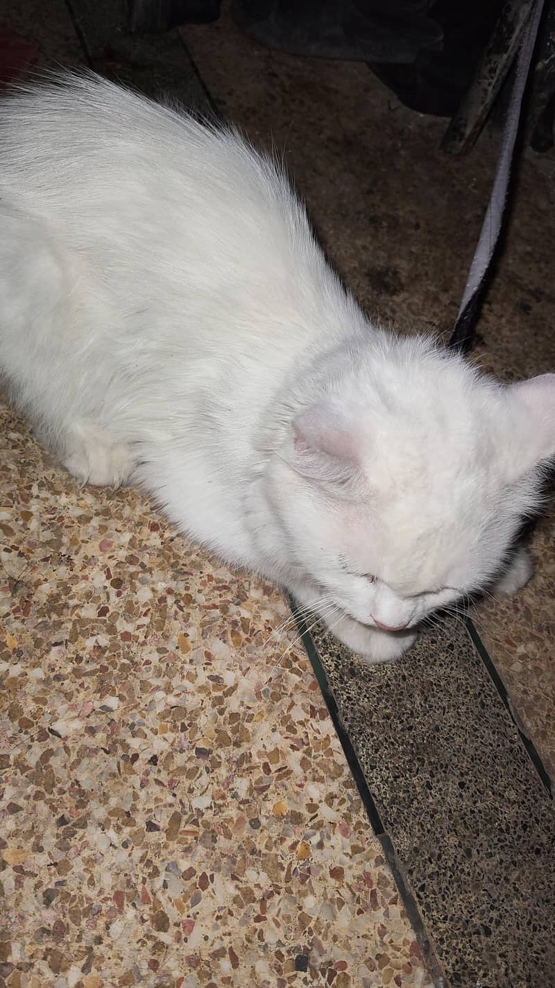 Persion Cat 1