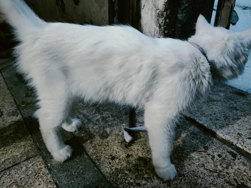 Persion Cat 2