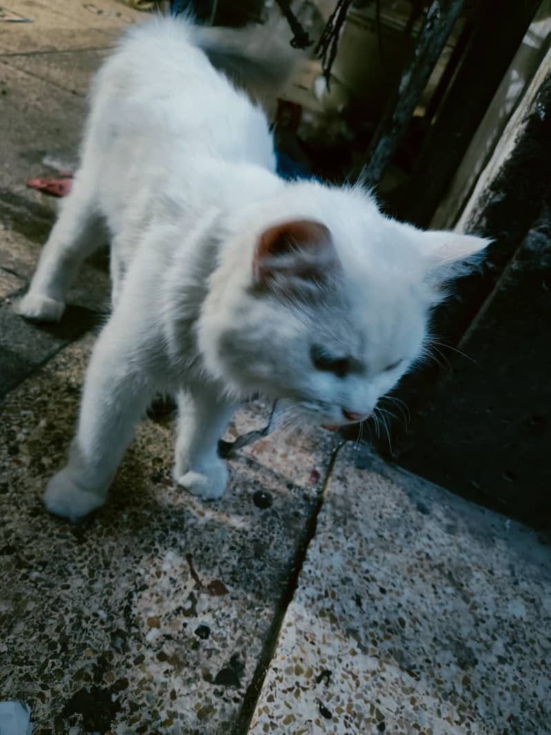 Persion Cat 3