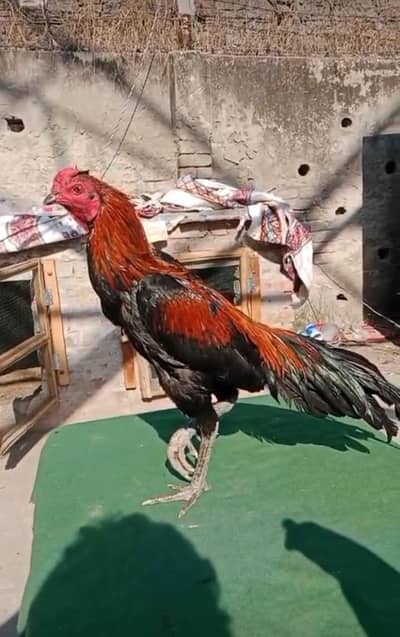 pak aseel wazirabad