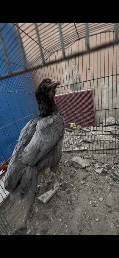 Top quality aseel females 2no andi achi h size m