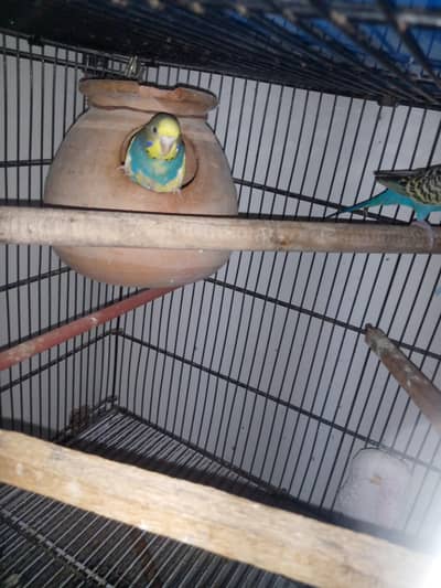 Australian budgie pair for sale