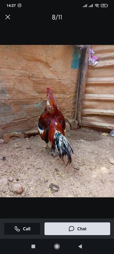 best Aseel high quality birds
