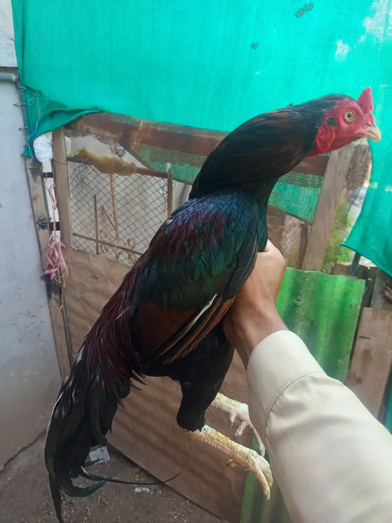 best Aseel high quality birds — photo 2