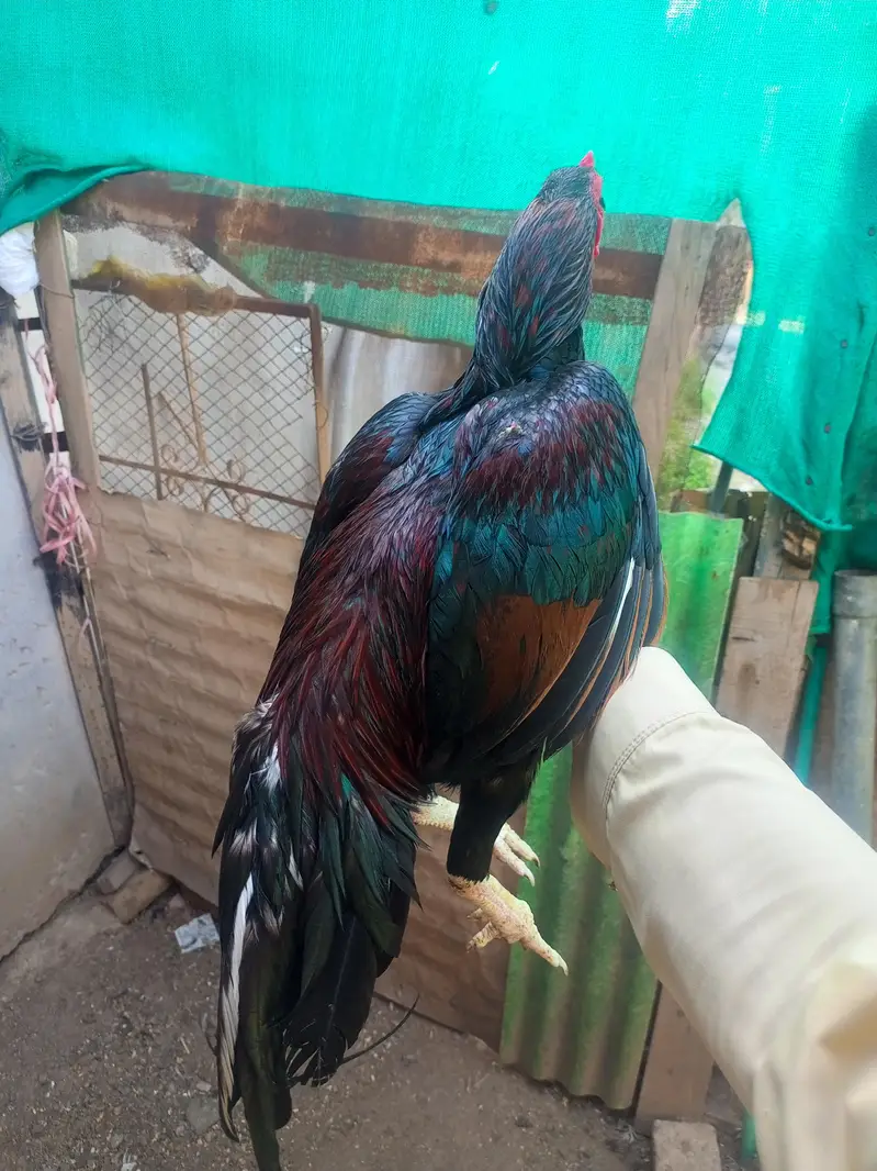 best Aseel high quality birds — photo 3