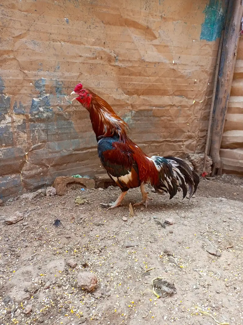 best Aseel high quality birds — photo 4