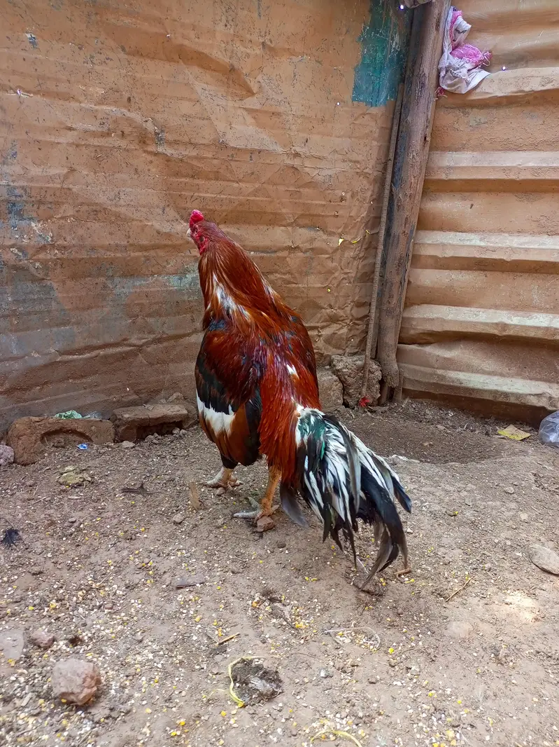 best Aseel high quality birds — photo 5