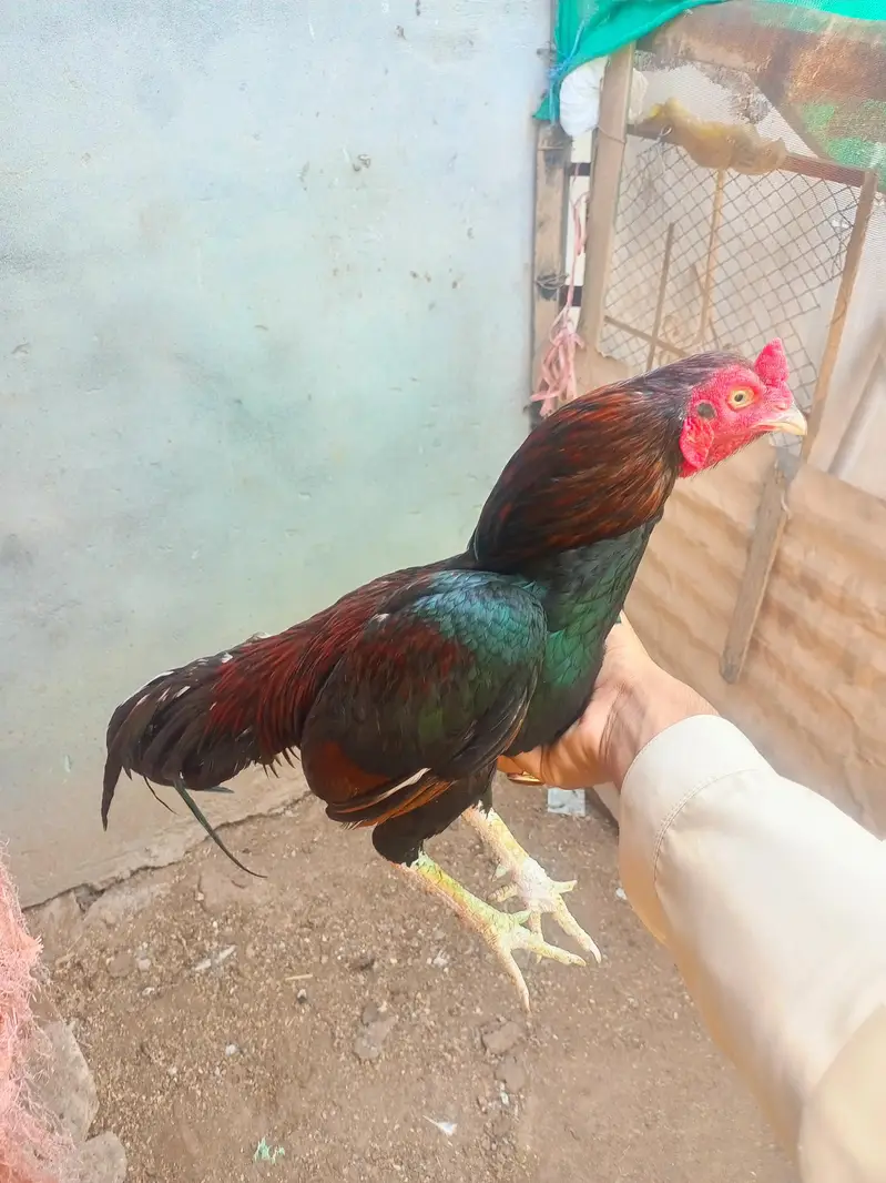best Aseel high quality birds — photo 6