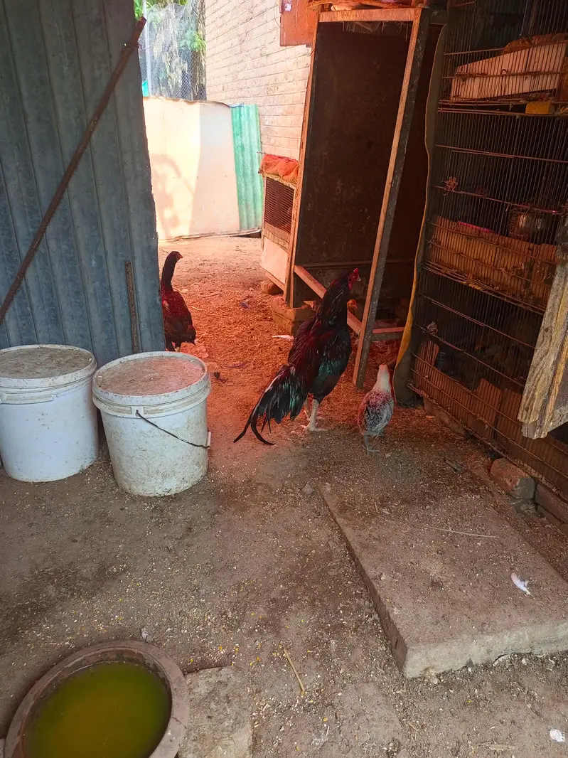 best Aseel high quality birds — photo 7