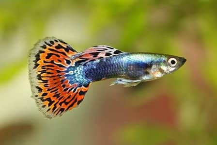 guppy and Molly fish