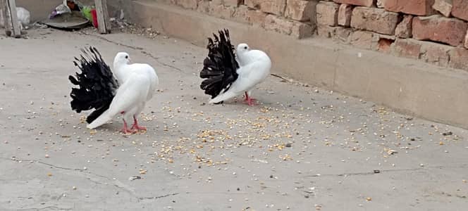 Good Quality Pairs