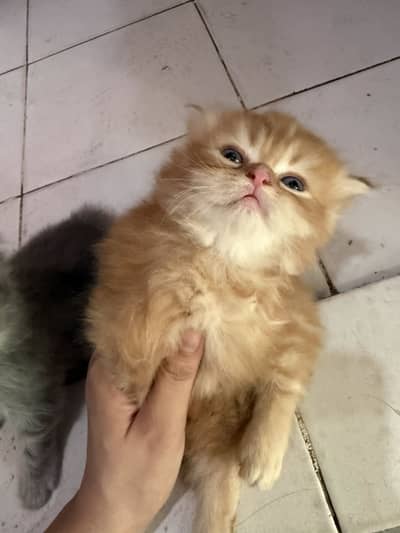 Persian cats