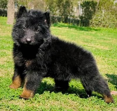 German shepherd puppies for sale healthy 0326=65=49=136