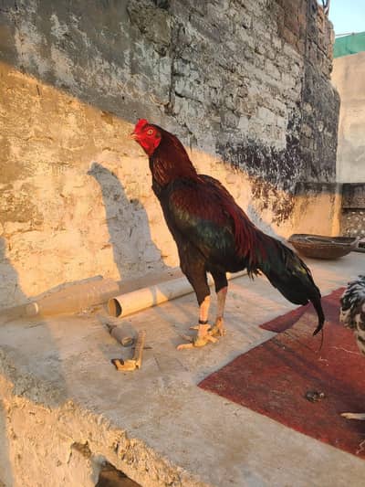 Aseels chick's