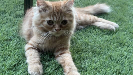 Ginger Persian Male cat