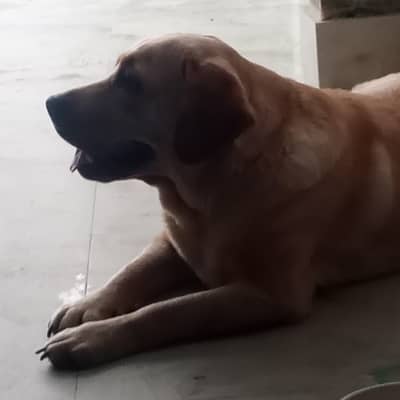 For sale