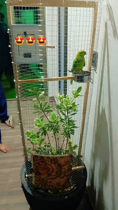 parrot house with out parrot