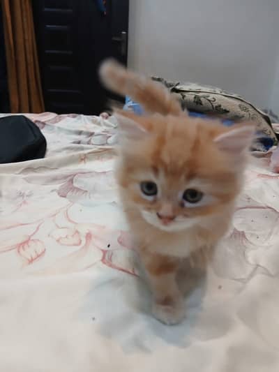 Cat for sale
