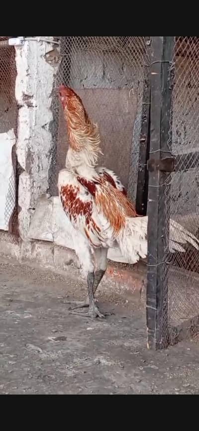 Ice blue dragon chicks pure black skin 03060481083 watsapp onlyy
