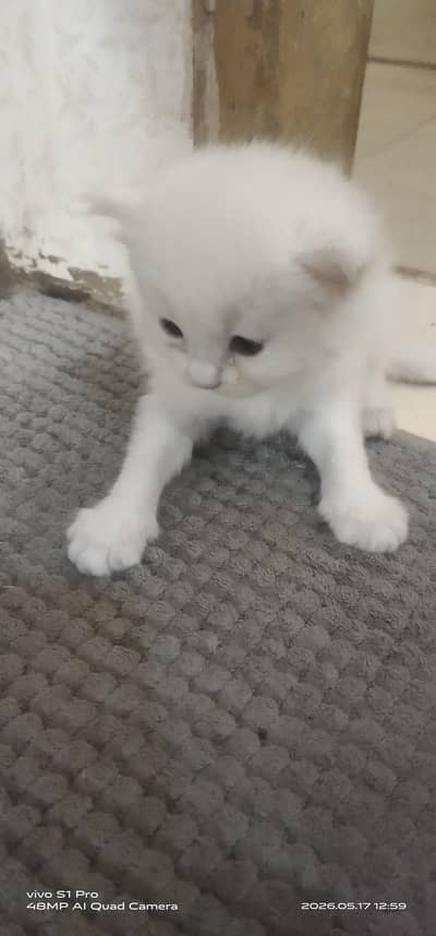 4 CAT