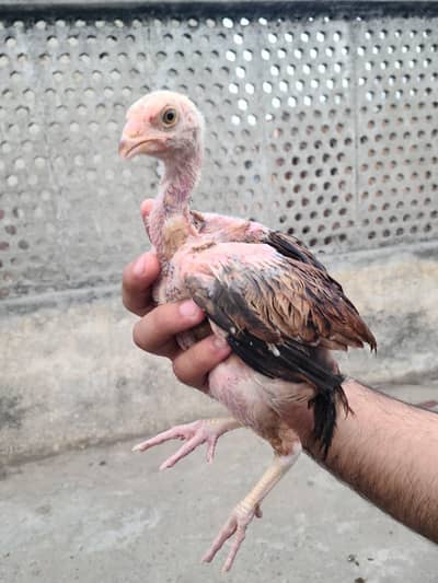 aseels chick's