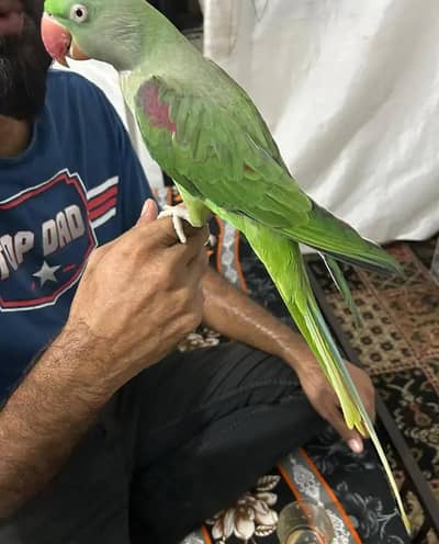 kashmiri raw parrot and train for sale 0326=65=49=136