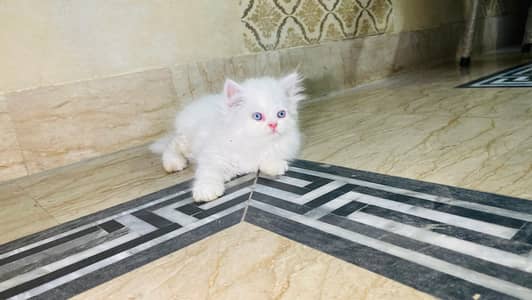 Persian kittens Blue eyes