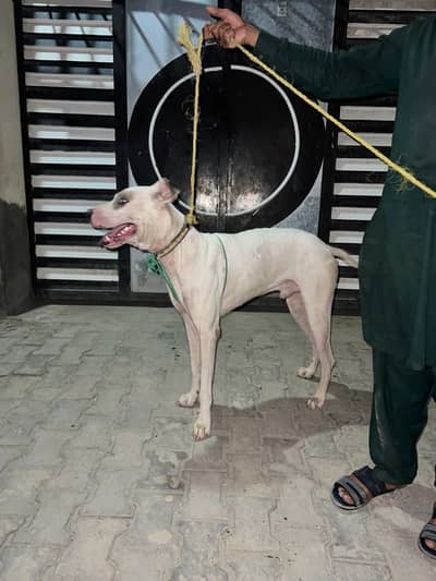great fighter bullet dog